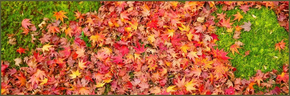 Top-rated yard cleanup service for year-round maintenance across Fayetteville, NC - B's Lawn Care