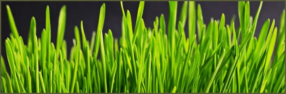 Local lawn care service in Fayetteville, NC by B's Lawn Care