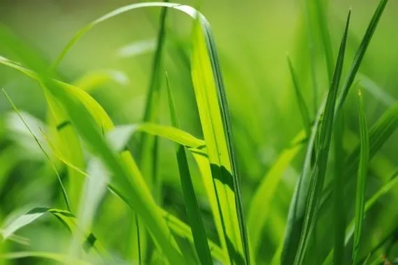 Affordable residential landscaping in Gregory, MI - B&S Lawn Services LCC