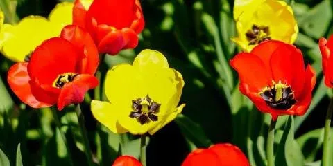 Trusted outdoor landscaping in Kalispell, MT - B's Montana Gardens