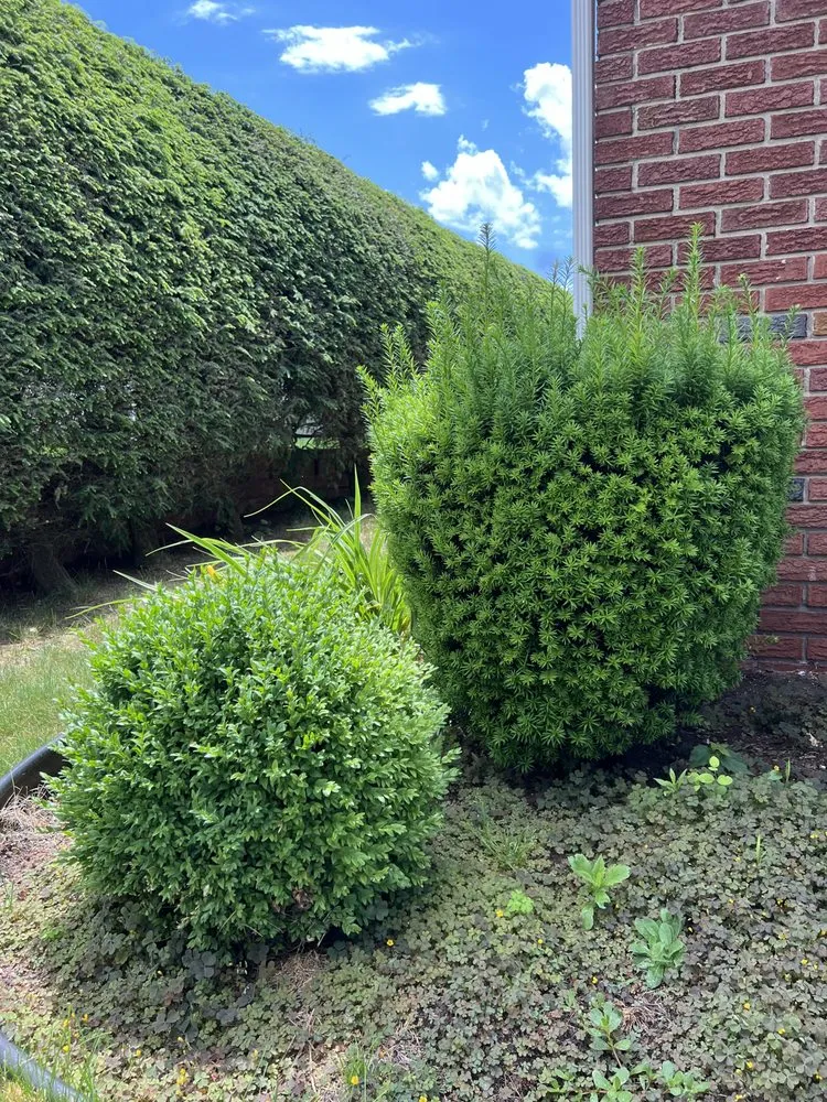 Expert landscaping services near you across Harding, PA - B’s Services