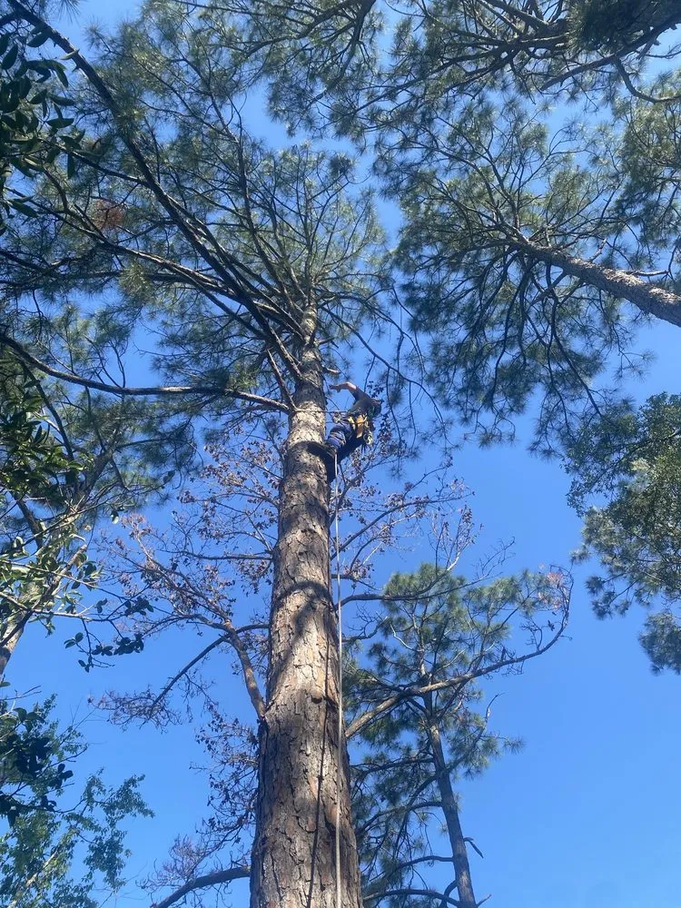 Local yard maintenance experts serving Semmes, AL - B's Tree Service