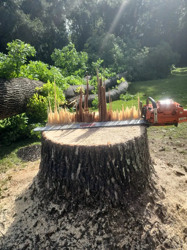 Professional yard cleanup service in Semmes, AL - B's Tree Service