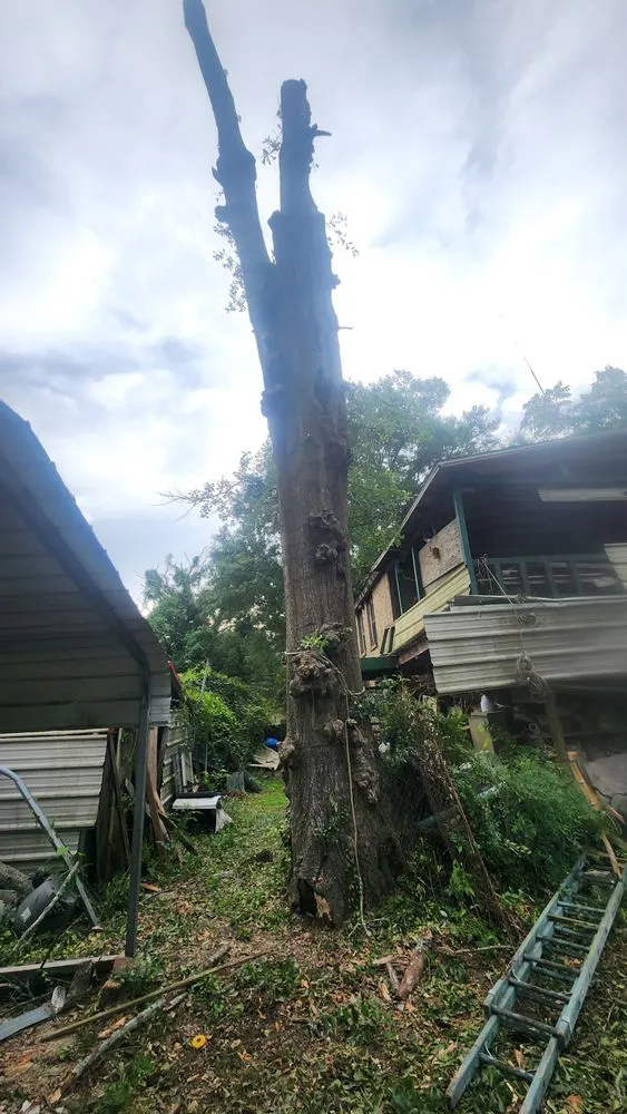 Reliable yard maintenance experts serving Semmes, AL - B's Tree Service