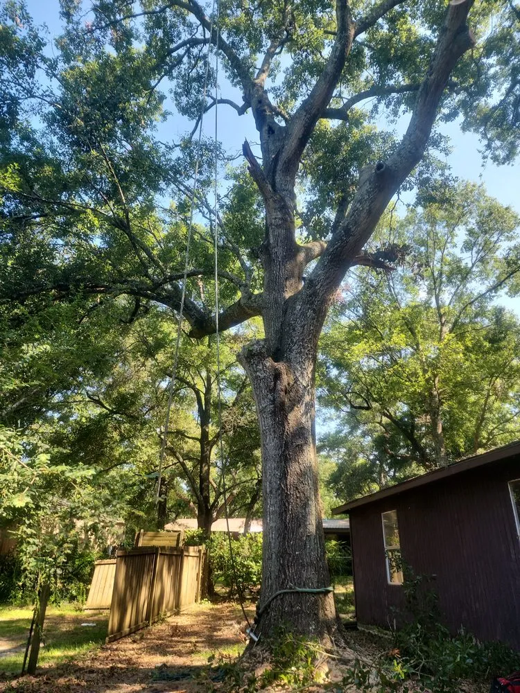 Top-rated residential landscaping for year-round maintenance in Semmes, AL by B's Tree Service