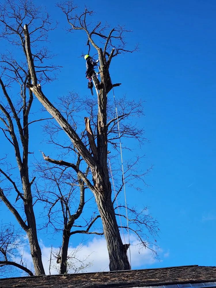Affordable residential landscaping in Philo, OH - B’s Trees