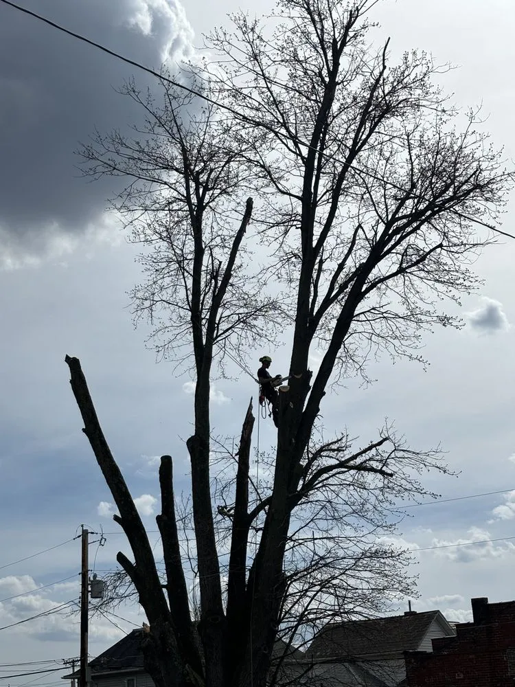 Expert outdoor landscaping experts serving Philo, OH - B’s Trees