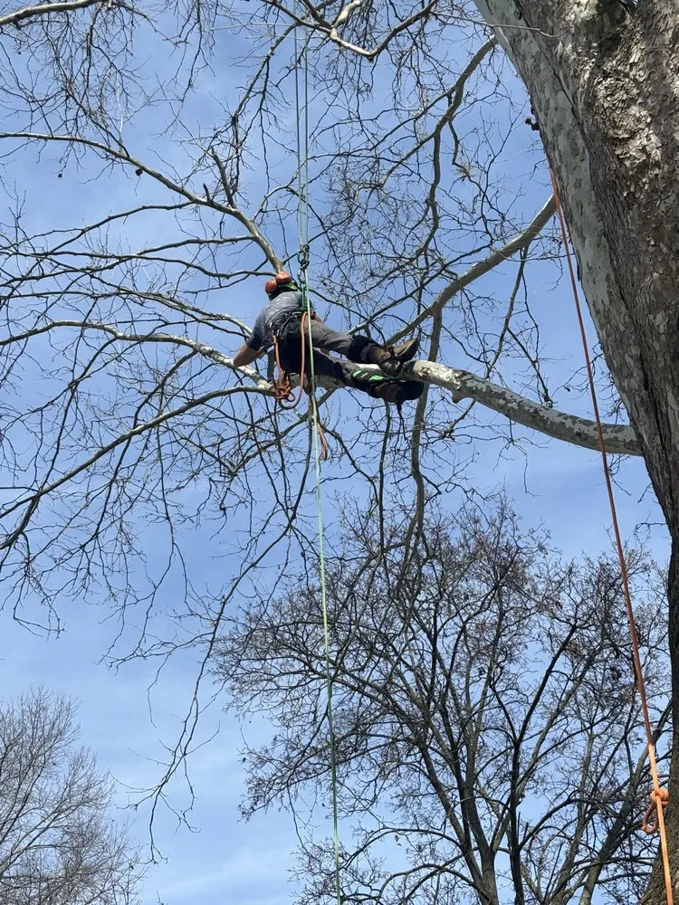 Custom yard cleanup service in Philo, OH by B’s Trees