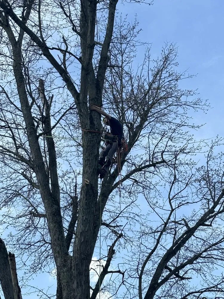 Professional lawn care service for year-round maintenance in Philo, OH by B’s Trees