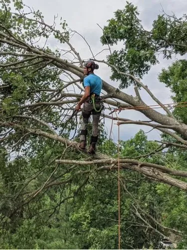 Local landscape design near you across Philo, OH - B’s Trees