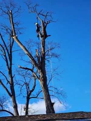B’s Trees