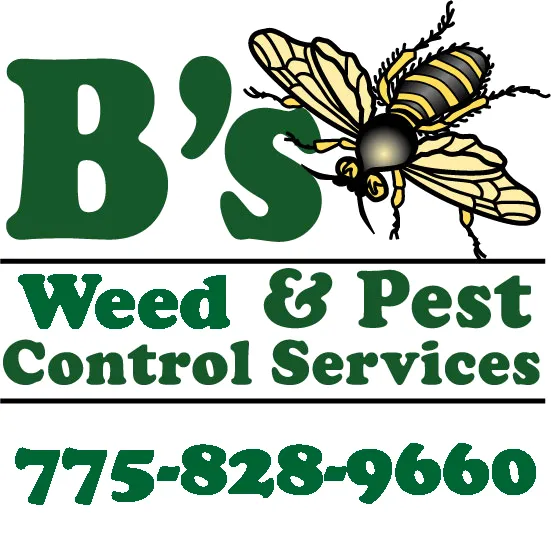Custom yard cleanup service in Reno, NV by B's Weed & Pest Control Services