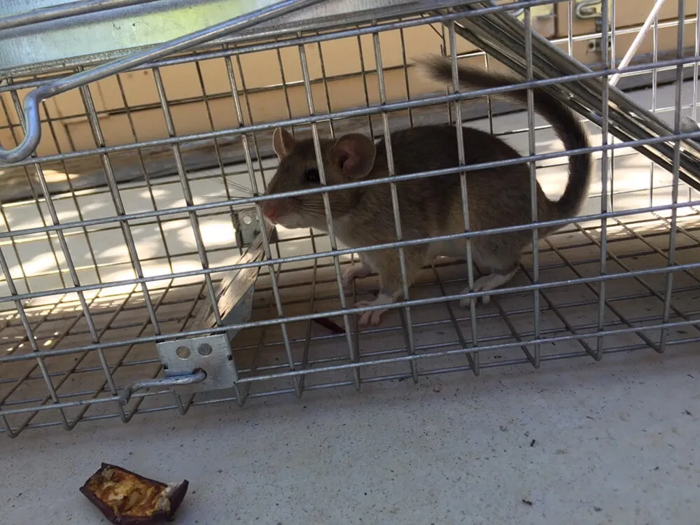 Affordable yard maintenance experts serving Reno, NV - B's Weed & Pest Control Services