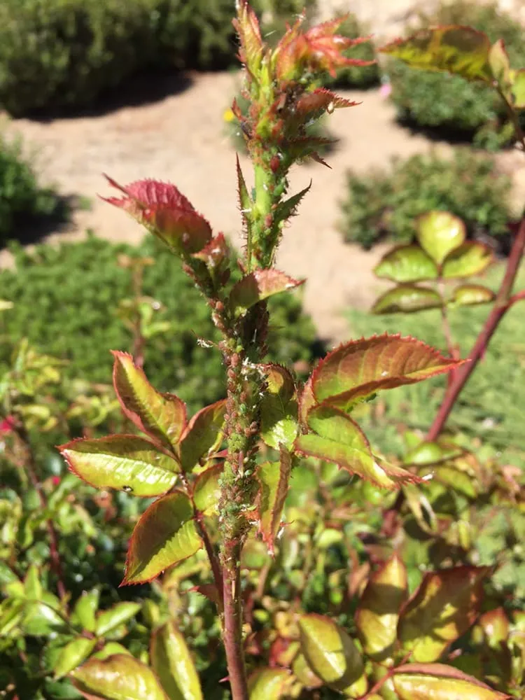 Custom outdoor landscaping for homes in Reno, NV by B's Weed & Pest Control Services