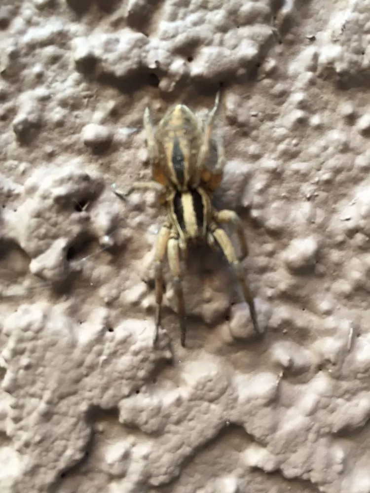 Professional yard cleanup service experts serving Reno, NV - B's Weed & Pest Control Services