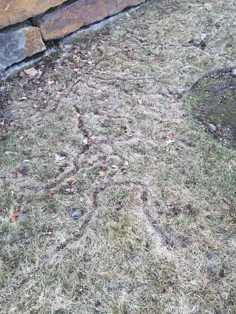 Reliable garden landscaping in Reno, NV - B's Weed & Pest Control Services