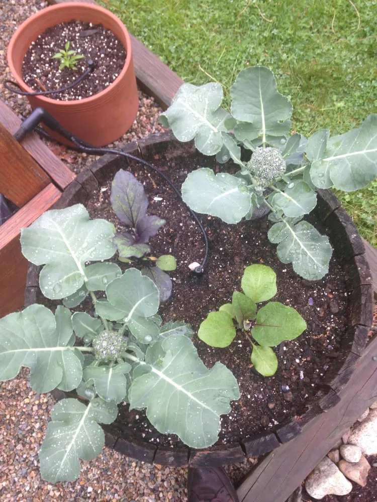 Top-rated lawn mowing service for year-round maintenance across Scituate, MA - BSB Landscape and Garden