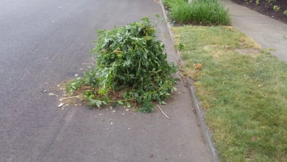 Affordable landscaping services in Plainfield, NJ - BSE Property Maintenance