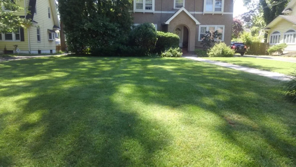 Local yard cleanup service near you in Plainfield, NJ by BSE Property Maintenance