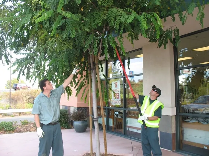 Top-rated lawn care service in Concord, CA by BSM Facility Services Group