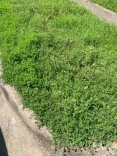 Local garden landscaping near you across Kennedale, TX - BST Mowing