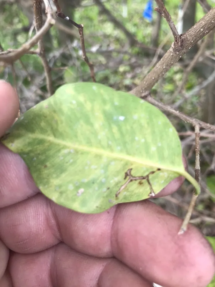 Trusted landscaping services near you across Delray Beach, FL - BT Environmental Pest- Lawn