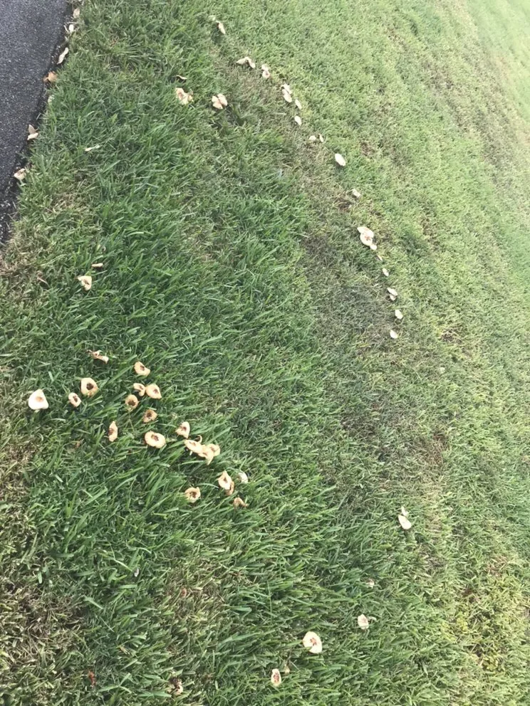 Top-rated lawn care service experts serving Delray Beach, FL - BT Environmental Pest- Lawn