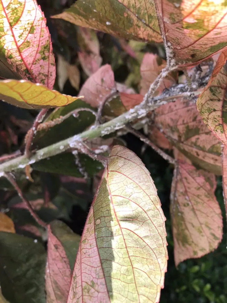 Top-rated landscaping services in Delray Beach, FL by BT Environmental Pest- Lawn