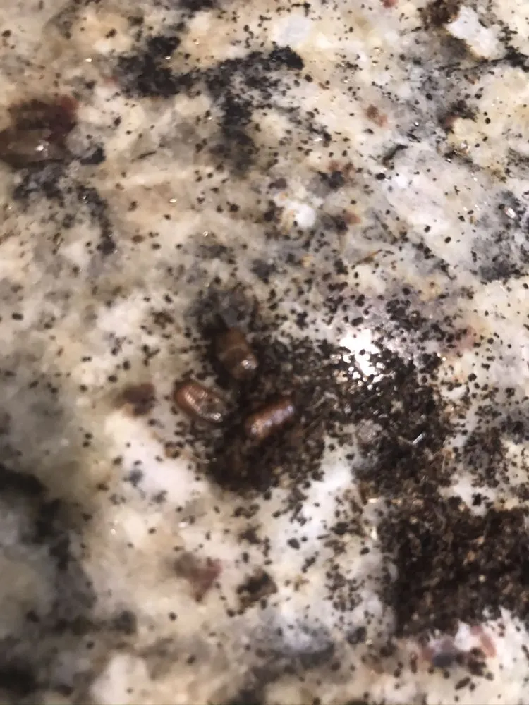 Top-rated residential landscaping for homes in Delray Beach, FL by BT Environmental Pest- Lawn