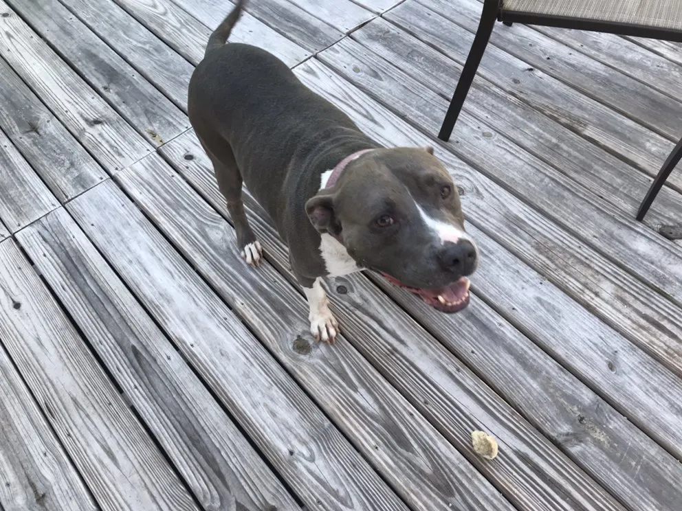 Local yard cleanup service near you across Delray Beach, FL - BT Environmental Pest- Lawn