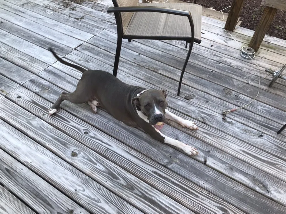 Local landscape design for year-round maintenance across Delray Beach, FL - BT Environmental Pest- Lawn