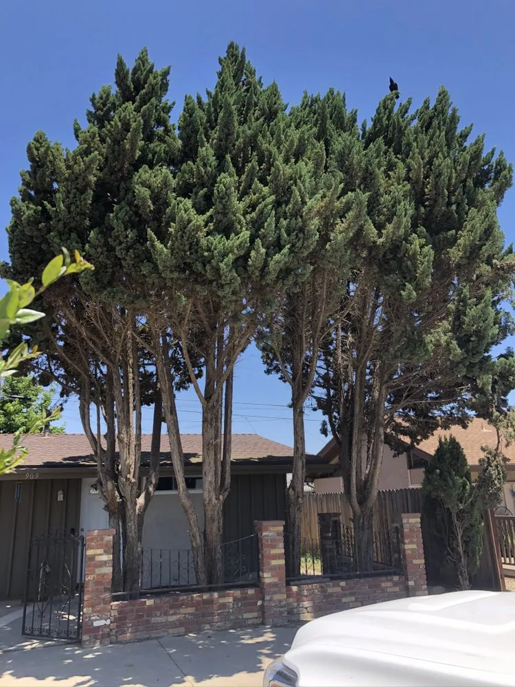 Local outdoor landscaping for year-round maintenance across Corte Madera, CA - B&T Property Maintenance