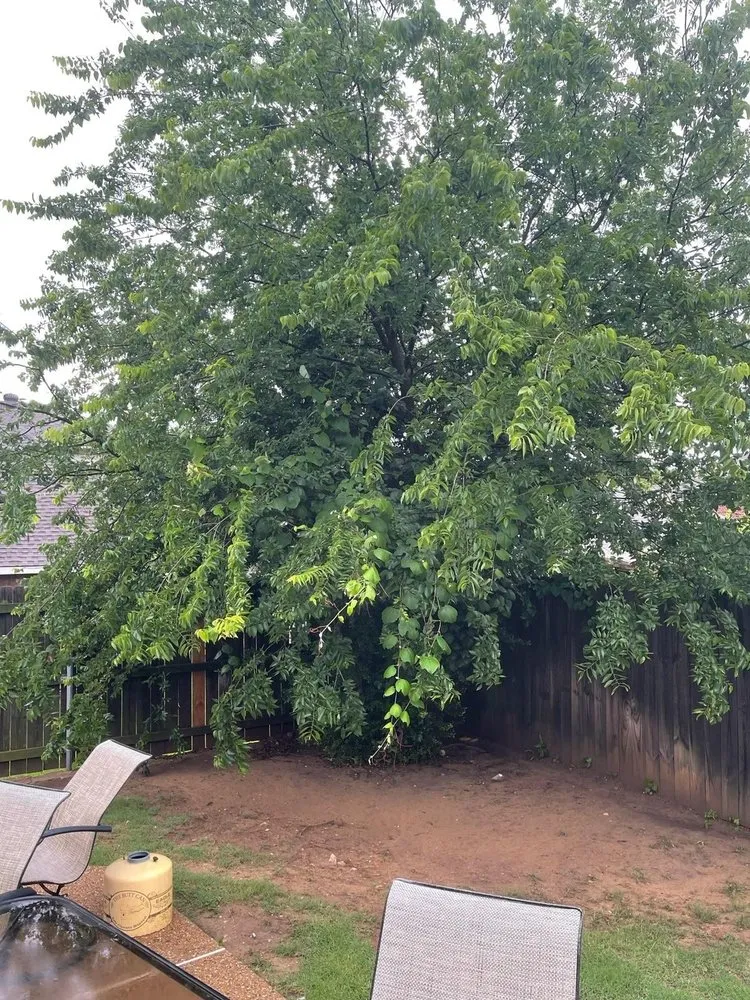 Local lawn care service for outdoor upgrades in Denton, TX by BTB Lawn and Tree