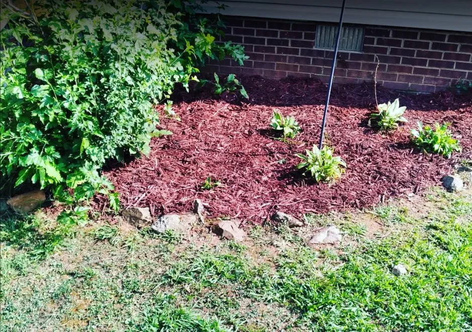 Professional yard cleanup service in Archdale, NC - BTJ Lawn Care