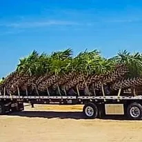 Trusted residential landscaping in Galveston, TX by BTLS Galveston