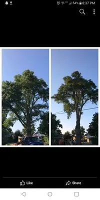 BTR Tree And Lawn Care Logo