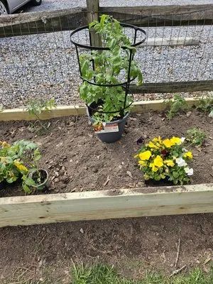 BT's Lawn Service Logo