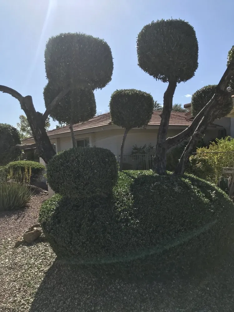 Custom yard cleanup service for outdoor upgrades across Peoria, AZ - Bubbas Elite Landscaping