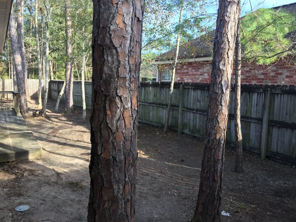 Local yard maintenance for residential properties in Bay St. Louis, MS by Bubba's Lawn Care and More