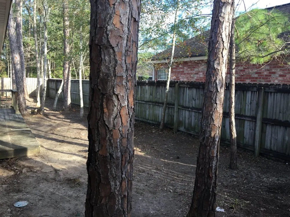 Local yard cleanup service for homes in Bay St. Louis, MS by Bubba's Lawn Care and More