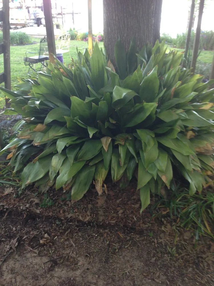 Expert lawn care service in Shreveport, LA by Bubba's Lawn Care