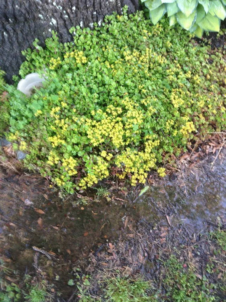 Local lawn mowing service near you in Shreveport, LA by Bubba's Lawn Care