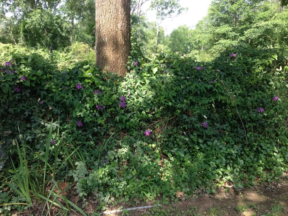 Trusted landscape installation for outdoor upgrades in Shreveport, LA by Bubba's Lawn Care