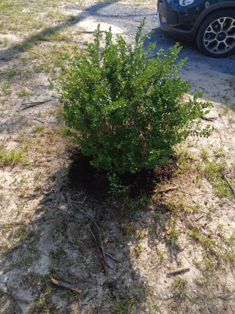 Professional yard cleanup service near you in Red Bank, SC by Bubbys Professional lawn care and landscaping.