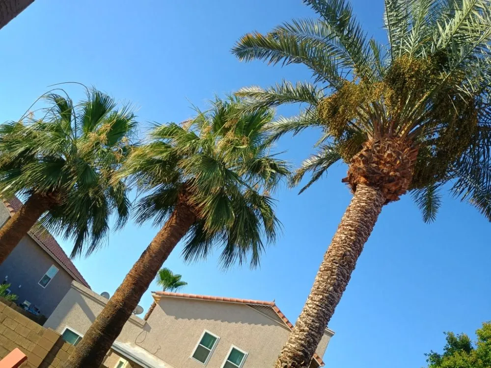 Top-rated landscaping services experts serving Phoenix, AZ - Bubios Landscaping