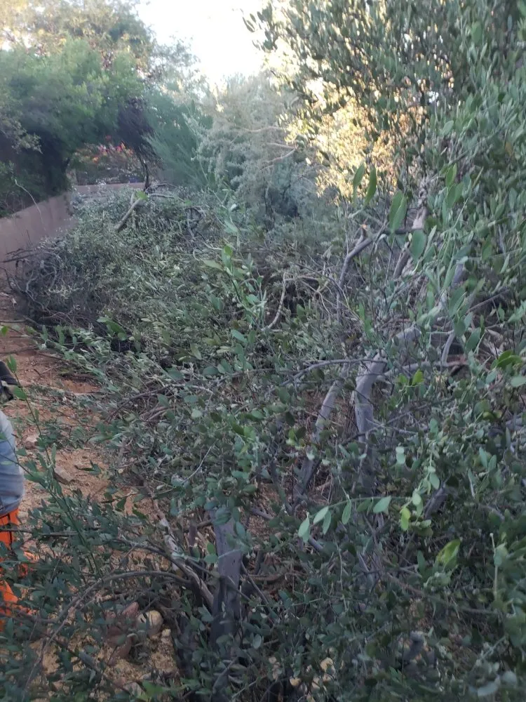 Expert yard maintenance experts serving Phoenix, AZ - Bubios Landscaping