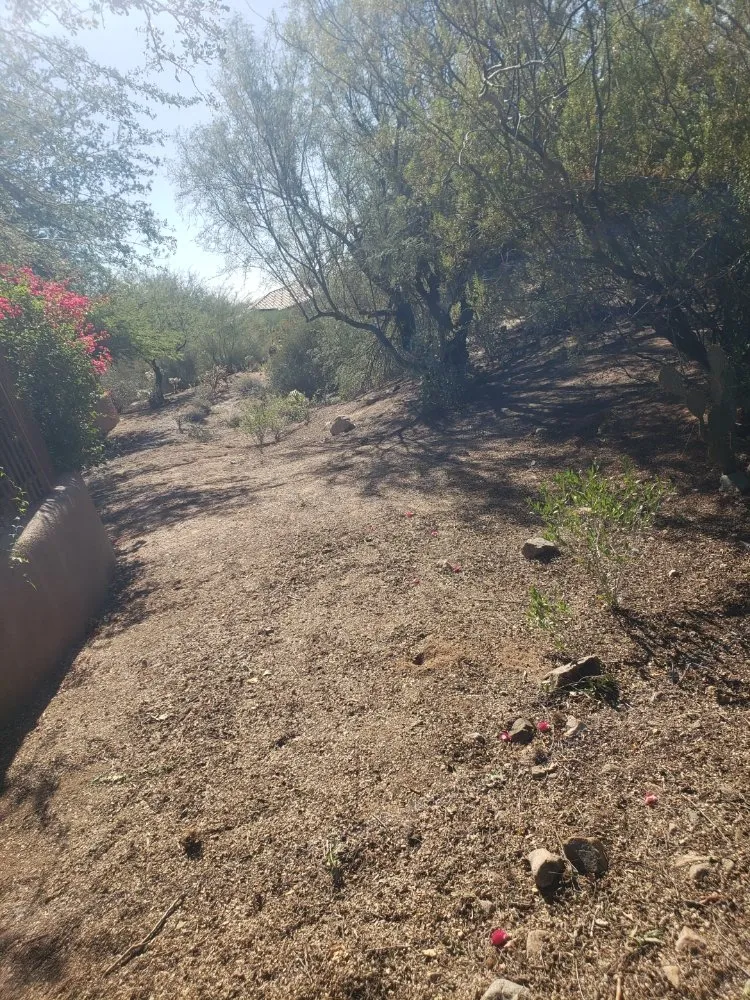 Reliable yard cleanup service with custom design in Phoenix, AZ by Bubios Landscaping