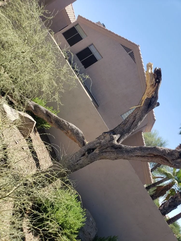 Trusted lawn care service in Phoenix, AZ by Bubios Landscaping