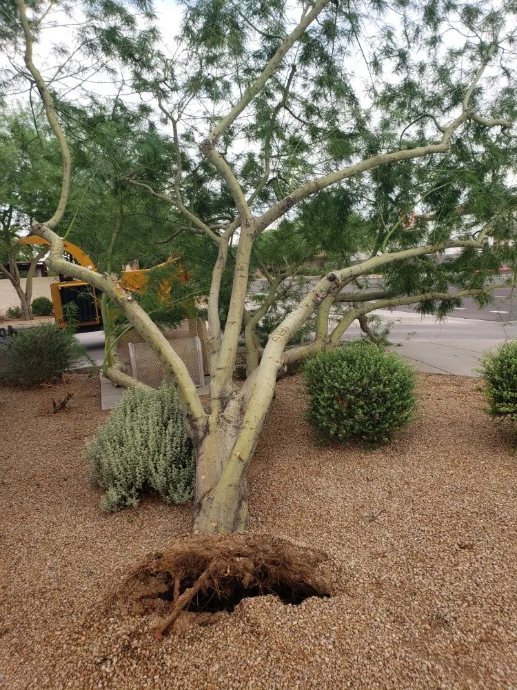 Expert yard maintenance for homes in Phoenix, AZ by Bubios Landscaping