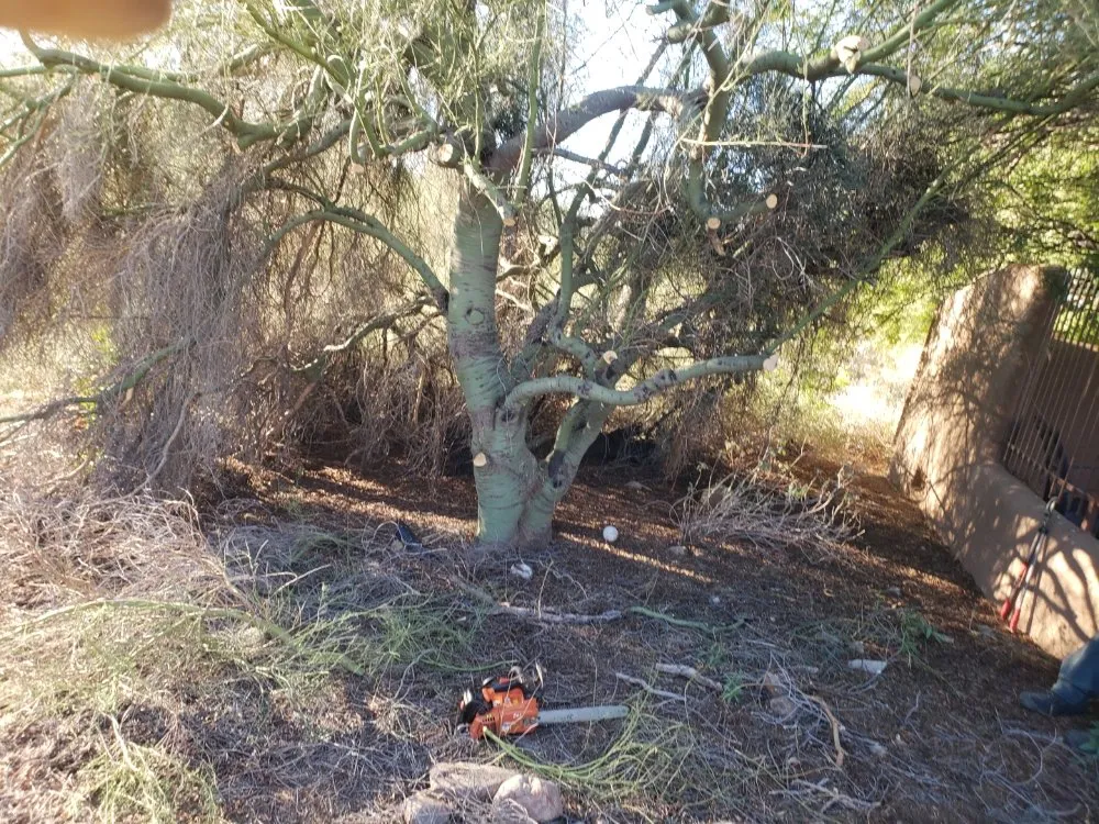 Professional landscape installation in Phoenix, AZ by Bubios Landscaping